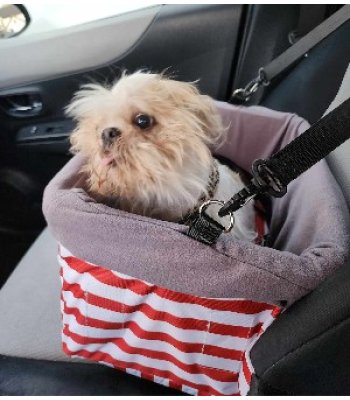 Booster Car Seat for Dogs by Colarlemo - Small dogs or cats up to 18lbs, Red Striped Flannel lined, Pillow bottom, Secure leash